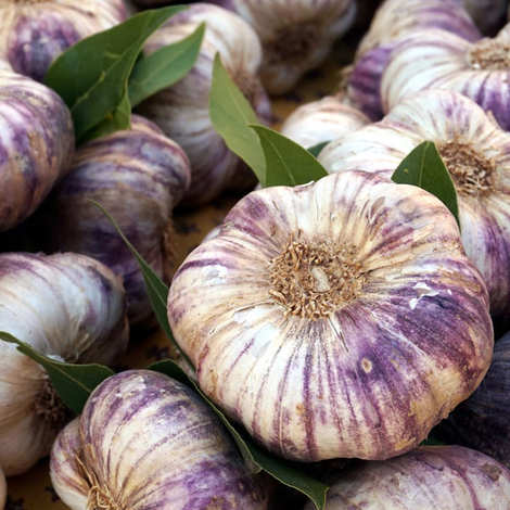 Ail violet origine espagne au kg