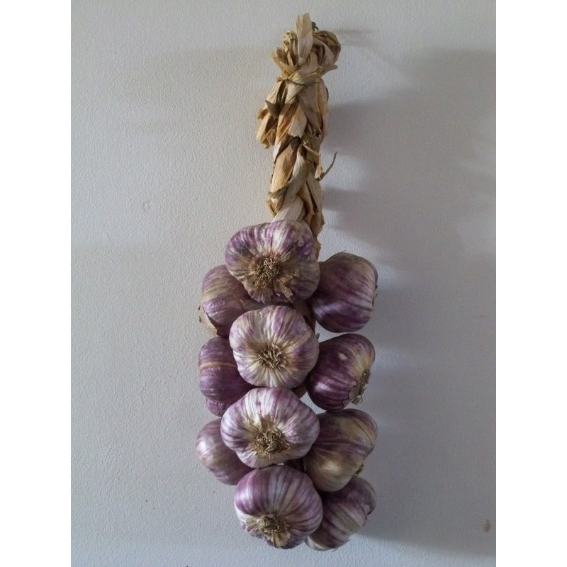 Ail violet en tresse - au kg