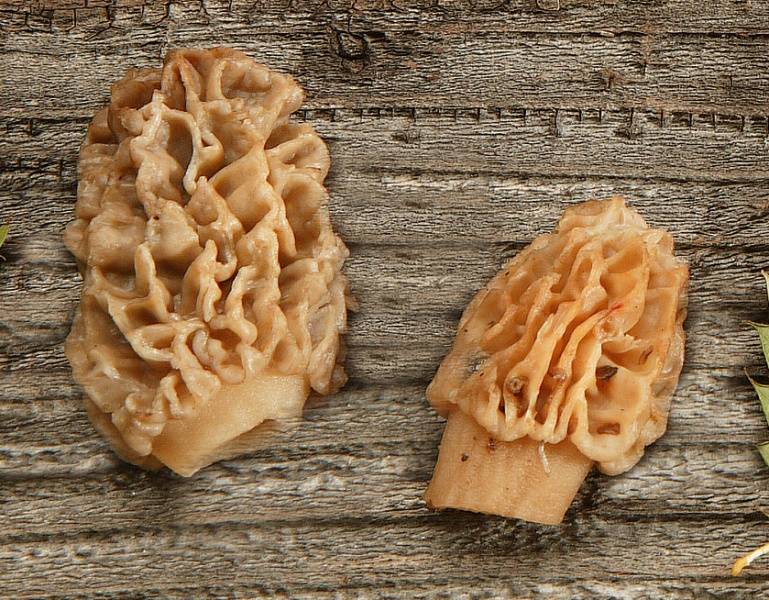Morilles en morceaux surgelé - 1kg