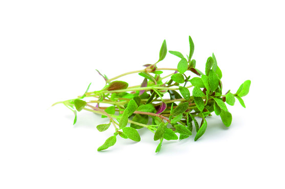 Thym frais - 30g