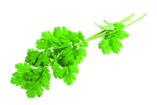 Coriandre fraiche 1 kg