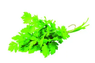 Coriandre fraiche 